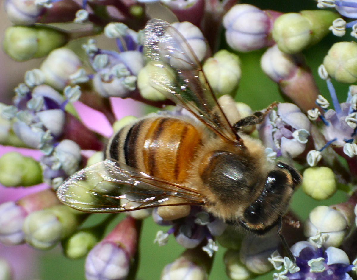 Apis mellifera ??